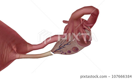 The Ovary Cross section Detailed 107666384