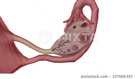 The Ovary Cross section Detailed The Ovary Cross section Detailed 107666385