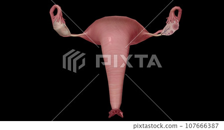 The Ovary Cross section Detailed The Ovary Cross section Detailed 107666387