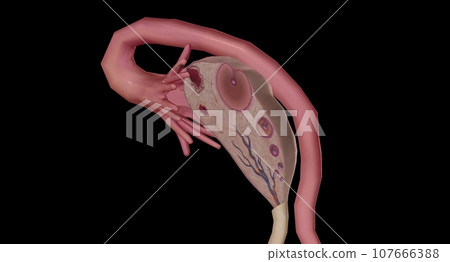 The Ovary Cross section Detailed 107666388
