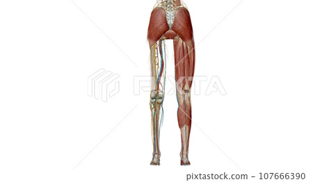 The leg is the region of the lower limb between the knee and the foot. The leg is the region of the lower limb between the knee and the foot. 107666390