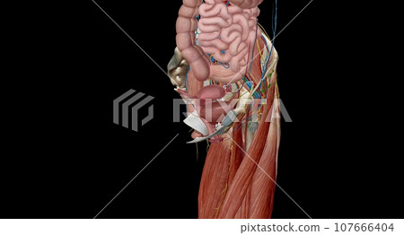 The female reproductive tract is all located within the pelvis. 107666404