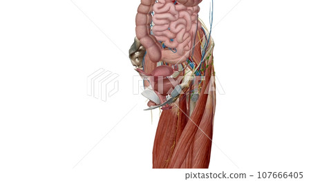 The female reproductive tract is all located within the pelvis. 107666405