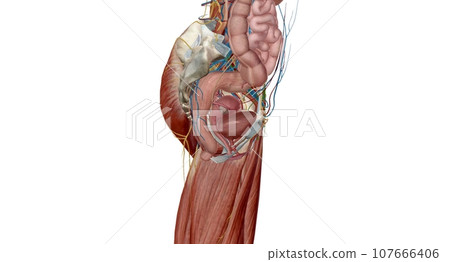 The female reproductive tract is all located within the pelvis. 107666406