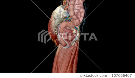 The female reproductive tract is all located within the pelvis. 107666407