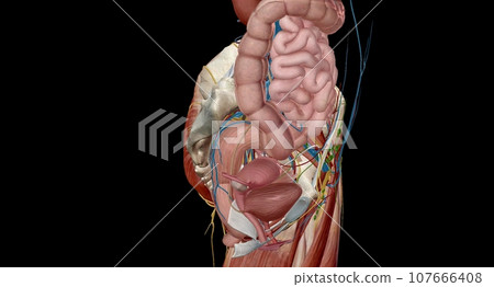 The female reproductive tract is all located within the pelvis. 107666408