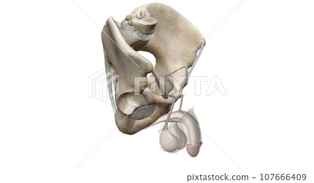 The male reproductive system includes the interior, including the prostate gland, vas deferens, and urethra. 107666409