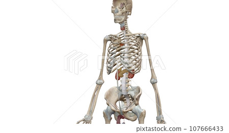 The endocrine system consists of organs called glands. 107666433