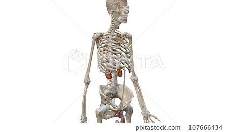 The endocrine system consists of organs called glands. The endocrine system consists of organs called glands. 107666434