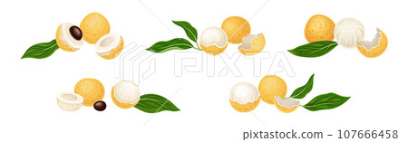 Longan Tropical Fruit with Round Berry and Leaf Vector Set 107666458