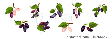 Mulberry Branch with Ripening Berry Hanging Vector Set 107666479