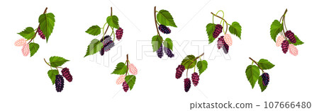Mulberry Branch with Ripening Berry Hanging Vector Set Mulberry Branch with Ripening Berry Hanging Vector Set 107666480