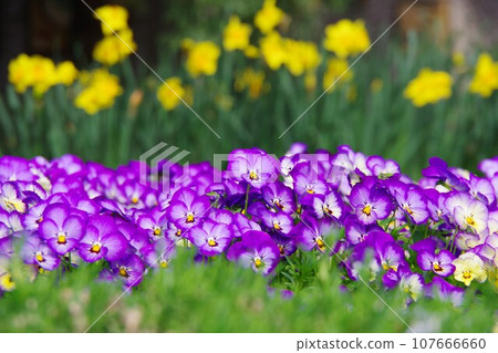 中提琴的花壇 107666660