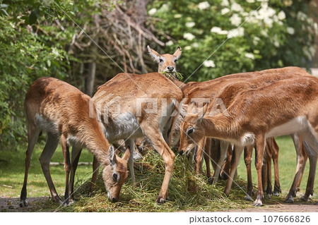 Herd of antelopes eating grass 107666826