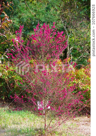 玉龍白薄子草 玉龍白薄子草 107666928