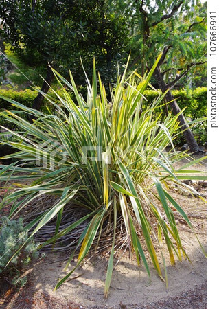 新西蘭亞麻 107666941