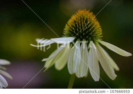 Helianthus schweinitzii yellow flowers on dark green background macro photo. Beautiful sunflowers in summer garden park. Perennial wildflower is a native herbaceous in the aster family Floral postcard Helianthus schweinitzii yellow flowers on dark green background macro photo. Beautiful sunflowers in summer garden park. Perennial wildflower is a native herbaceous in the aster family Floral postcard 107666950