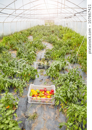 Greenhouse cultivation of organic peppers, selective focus. 107667421