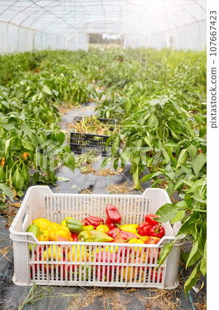 Greenhouse cultivation of organic peppers, selective focus. 107667423
