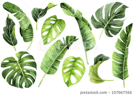 watercolor drawing. tropical leaves set. green leaves of palm, monstera, banana, rainforest plants 107667568