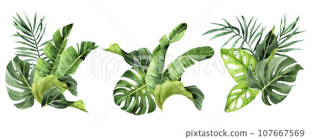 watercolor drawing. set of bouquets, compositions with tropical leaves. rainforest leaves, palm, monstera, banana. 107667569