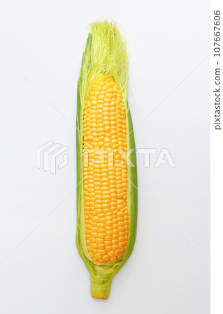 Fresh corn isolated on a light background. Corn heads 107667606