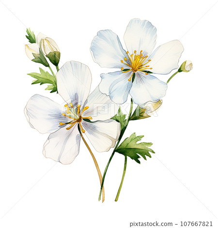 watercolor drawing, white jasmine flowers. illustration in realism style, vintage	 107667821
