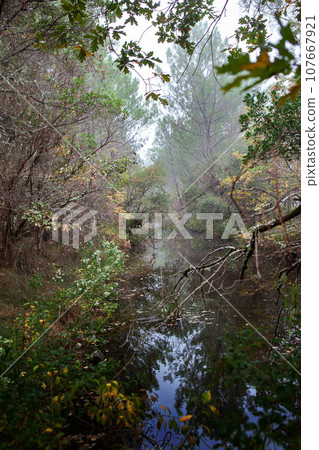 Forest and stream in Autumn Forest and stream in Autumn 107667921