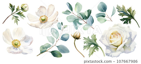 rose, flower, watercolor 107667986