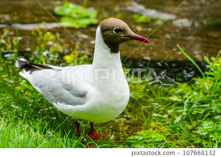 Brown headed gull, chroicocephalus ridibundus, bird, walking in grass, wildlife scene in nature 107668132