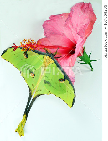 Beautiful green butterfly of an unusual shape Saturnia comet moth, Argema mimosae on pink flower hibiscus on white, beautiful natural background, wallpaper, postcard, for design and decoration Beautiful green butterfly of an unusual shape Saturnia comet moth, Argema mimosae on pink flower hibiscus on white, beautiful natural background, wallpaper, postcard, for design and decoration 107668239