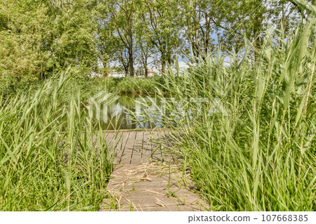 some tall grass on a wooden bridge over a small river in the background is a blue sky and green trees some tall grass on a wooden bridge over a small river in the background is a blue sky and green trees 107668385