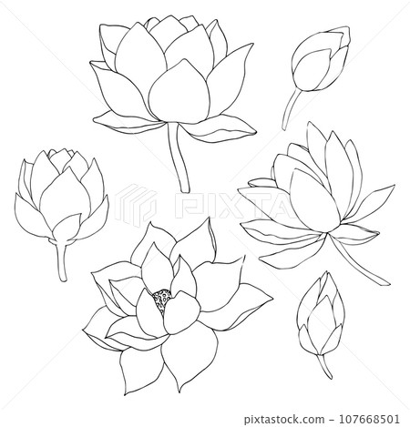 Set of vector hand drawn lotus flowers and buds, huge leaves, black line art illustration. Outline floral drawing for logo, tattoo, packaging design, compositions. Water Lily botanical vector design Set of vector hand drawn lotus flowers and buds, huge leaves, black line art illustration. Outline floral drawing for logo, tattoo, packaging design, compositions. Water Lily botanical vector design 107668501