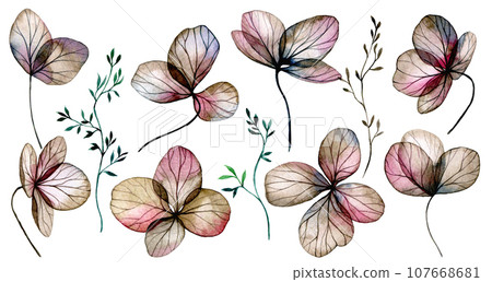 hydrangea, flower, watercolor 107668681
