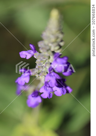 Lavender sage 0005 107668834