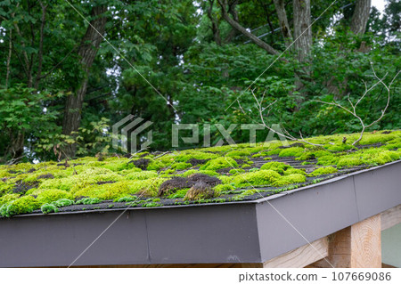 Mossy roof Mossy roof 107669086