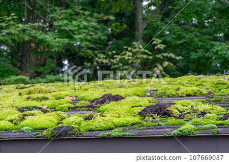 長滿苔蘚的屋頂 長滿苔蘚的屋頂 107669087