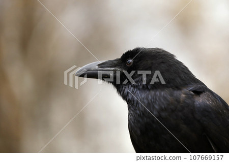 Portrait of the common raven Corvus corax, , all-black largest passerine bird. 107669157