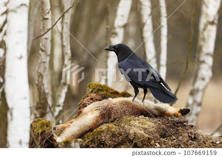 Black common raven approaching dead red fox laying on the stone Black common raven approaching dead red fox laying on the stone 107669159