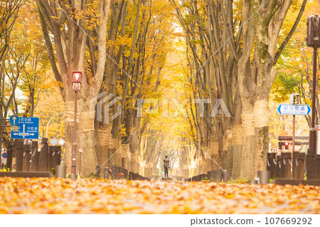 仙台定禪寺街 紅葉之都 107669292
