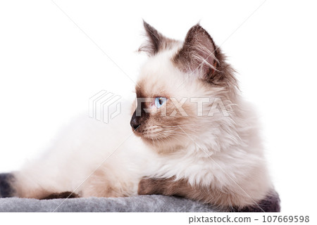 Kitten profile. Portrait of a kitten beige with brown Siberian breed Neva masquerade isolate. 107669598