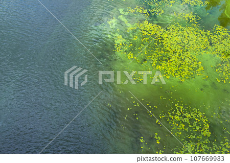 Dirty water in the river. Pollution of the river water. Ecological problems. Algae bloom. Top view. Dirty water in the river. Pollution of the river water. Ecological problems. Algae bloom. Top view. 107669983