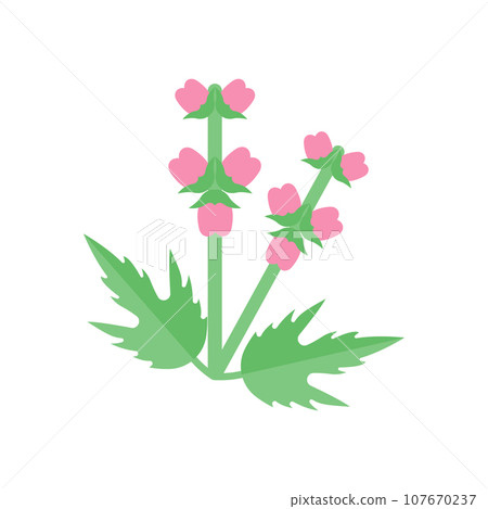 Motherwort Illustration 107670237