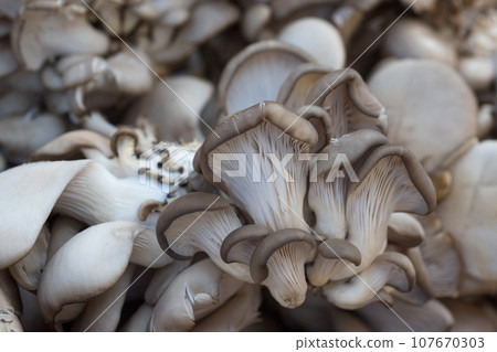 Mushrooms close up. Top view 107670303