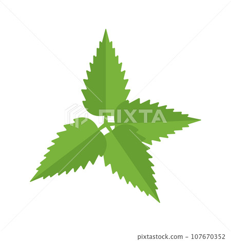 Nettle Illustration 107670352