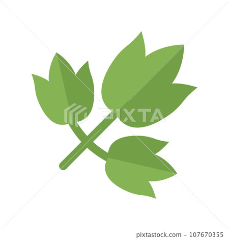 Aegopodium Grass Illustration Aegopodium Grass Illustration 107670355