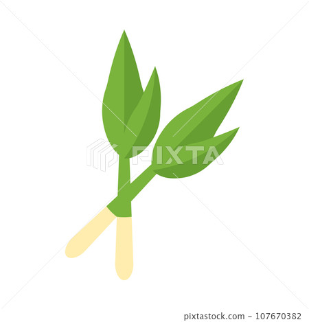 Ramson Illustration 107670382