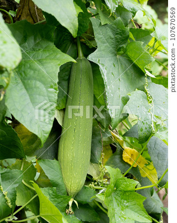 Cultivation of loofah Cultivation of loofah 107670569