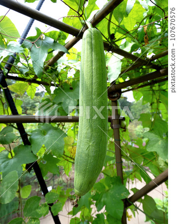 Cultivation of loofah Cultivation of loofah 107670576