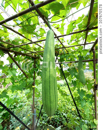 He的培養 107670578